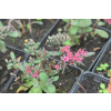 Rozchodnik naskalny Bertram Anderson - Sedum hybridum