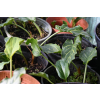 Obrazki włoskie - Arum italicum