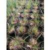 Rozplenica japońska Hameln - Pennisetum alopecuroides