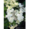 Hortensja bukietowa Dharuma-Hydrangea paniculata