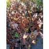 Pęcherznica kalinolistna Diabolo-Physocarpus opulifolius