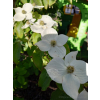 Dereń kousa-Cornus kousa var. chinensis