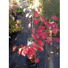 Fotergilla większa-Fothergilla major