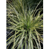 Turzyca oszimska K2 - Carex oshimensis