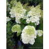 Hortensja bukietowa Magical Moonlight-Hydrangea paniculata