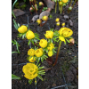 Rannik cylicyjski - Eranthis cilicica Rannik cylicyjski - Eranthis cilicica