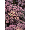 Rozchodnik ogrodowy Globe Yellow - Sedum hybridum