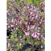 Krzewuszka cudowna Nana Purpurea-Weigela florida