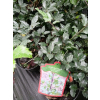 Ostrokrzew Blue Prince-Ilex x meserveae