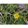 Oman wąskolistny - Inula ensifolia Compacta