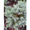 Jałowiec łuskowy Blue Star-Juniperus squamata