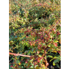 Irga Dammera Cardinal-Cotoneaster dammeri