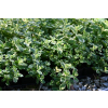 Mięta Variegata - Mentha rotundifolia