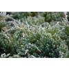 Jałowiec łuskowy Blue Carpet - Juniperus squamata