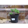Jałowiec rozesłany Nana - Juniperus procumbens 0025