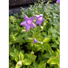 Platykodon niebieski - Platycodon grandiflorus