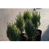 Jałowiec chiński Stricta - Juniperus chinensis