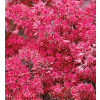 Rozchodnik naskalny Bertram Anderson - Sedum hybridum