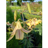 Lilia drzewiasta Debby-Lilium oriental