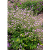 Bodziszek Karen Wouters - Geranium hybrida