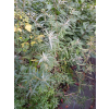Rokitnik zwyczajny-Hippophae rhamnoides