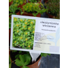 Cieszynianka wiosenna - Hacquetia epipactis