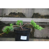 Jałowiec rozesłany Nana - Juniperus procumbens 0023