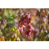 Ambrowiec amerykański - Liquidambar styraciflua