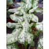Miodunka-Pulmonaria Moonshine