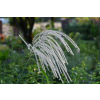 Miskant chiński Memory - Miscanthus sinensis