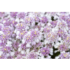 Ubiorek wieczniezielony Pink Ice - Iberis sempervirens