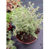 Macierzanka cytrynowa-Thymus x citriodorus Silver King