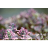 Dąbrówka rozłogowa Burgundy Glow - Ajuga reptans