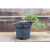 Jałowiec rozesłany Nana - Juniperus procumbens 0018