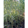 Miskant chiński-Miscanthus sinensis Giraffe