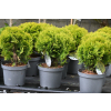 Żywotnik zachodni Mirjam - Thuja occidentalis