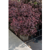 Rozchodnik ogrodowy Globe Purple - Sedum hybridum