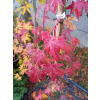 Klon palmowy-Acer palmatum
