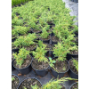 Jałowiec chiński Shimpaku-Juniperus chinensis
