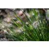Rozplenica japońska-Pennisetum alopecuroides Little Bunny