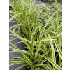 Turzyca japońska Gold Band-Carex morrowii