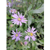 Aster gawędka-Aster amellus