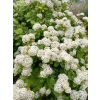 Tawuła brzozolistna Tor-Spiraea betulifolia
