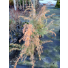 Jałowiec pospolity Kalebab - Juniperus communis