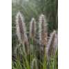 Rozplenica japońska National Arboretum - Pennisetum alopecuroides