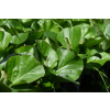 Bergenia sercolistna Jelle - Bergenia cordifolia