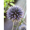 Przegorzan-Echinops ritro