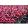 Trzmielina oskrzydlona Little Moses - Euonymus alatus