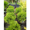 Żywotnik zachodni Danica-Thuja occidentalis