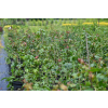 Klon polny - Acer campestre